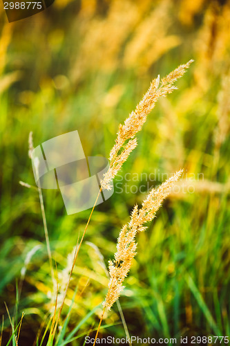 Image of Dry Red Grass Field Meadow