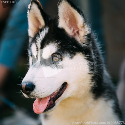 Image of Close Up Young Happy Husky Puppy Eskimo Dog