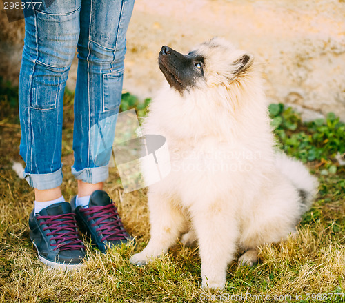 Image of Gray Keeshound, Keeshond, Keeshonden Dog (German Spitz) Wolfspit