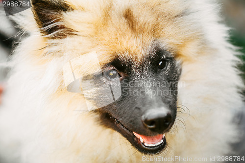 Image of Gray Keeshound, Keeshond, Keeshonden Dog (German Spitz) Wolfspit