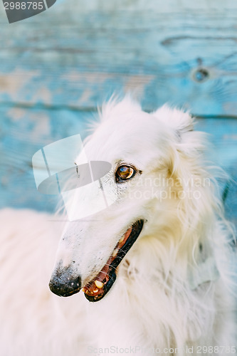 Image of Dog Russian Borzoi Wolfhound