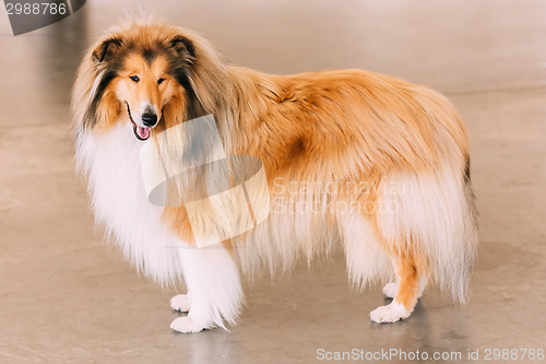 Image of Red Rough Collie Dog