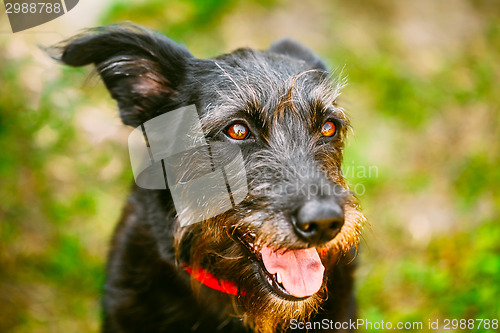 Image of Black Dog On Green Grass Background