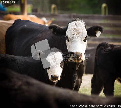 Image of Mother and Calf Livestock Cattle Feed Lot Mountain Ranch