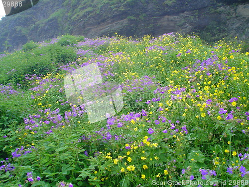 Image of blossom