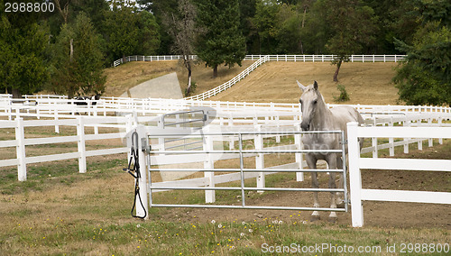 Image of Beautiful White Horse Waits For Evening Meal and Stable