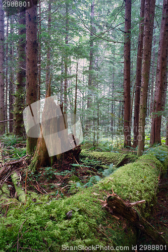 Image of Rainforest Fallen Logs Rotted Stump Moss Covered Tree Trunk