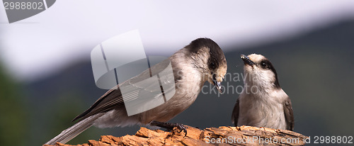 Image of Two Gray Jay Birds Wildlife Camp Robbers Compete for Food