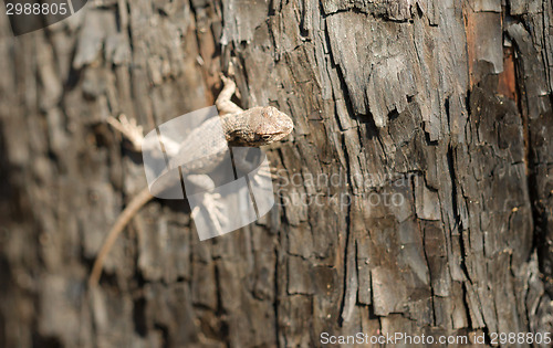 Image of Wild Animal Sagebrush Lizard Forest Reptile Sceloporus graciosus