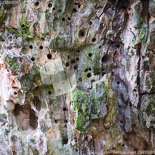 Image of woodworm in tree