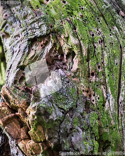 Image of woodworm in tree