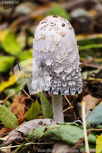 Image of shaggy ink cap mushroom