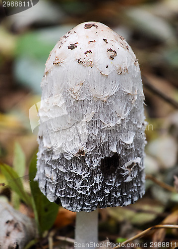 Image of shaggy ink cap mushroom