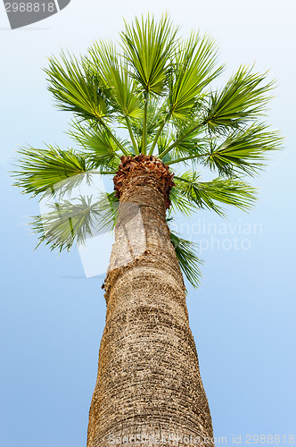 Image of palm tree