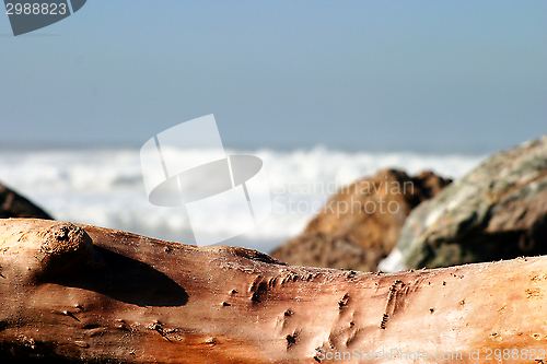 Image of Drift Wood