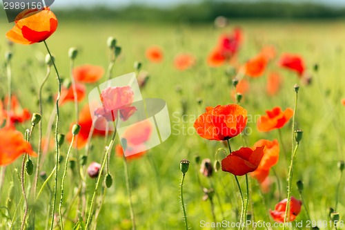 Image of summer blooming poppy field