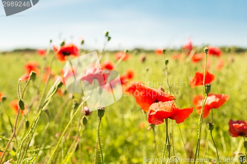 Image of summer blooming poppy field