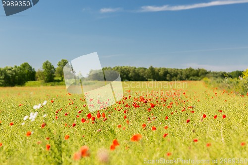 Image of summer blooming poppy field