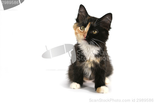 Image of Adorable Long Haired Domestic Kitten With a Split Face