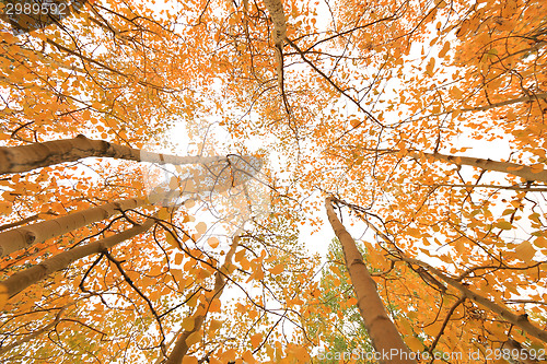 Image of Fall Colors in the Sierra Mountains California