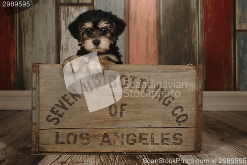 Image of Cute Teacup Yorkie Puppy in Adorable Backdrops and Prop for Cale