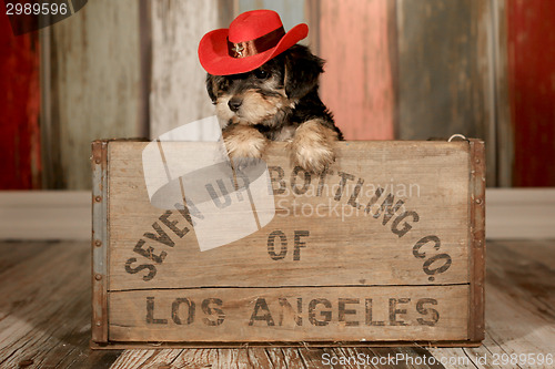 Image of Cute Teacup Yorkie Puppy in Adorable Backdrops and Prop for Cale