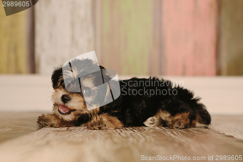 Image of Cute Teacup Yorkie Puppy in Adorable Backdrops and Prop for Cale