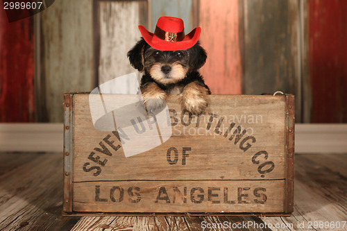 Image of Cute Teacup Yorkie Puppy in Adorable Backdrops and Prop for Cale