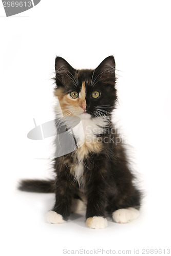 Image of Adorable Long Haired Domestic Kitten With a Split Face