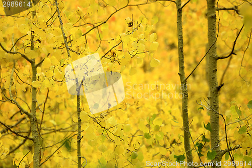 Image of Fall Colors in the Sierra Mountains California