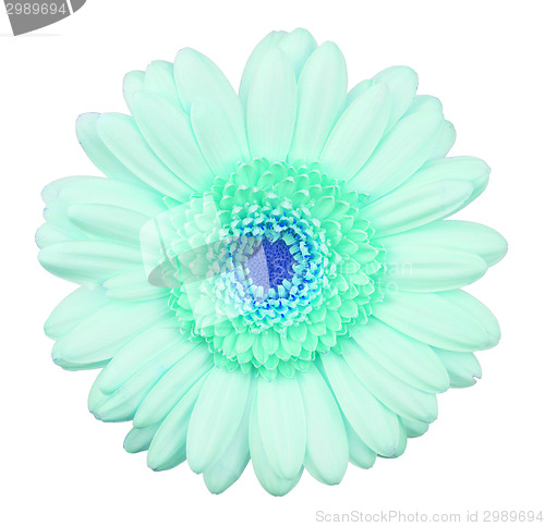 Image of Blue gerbera flower isolated