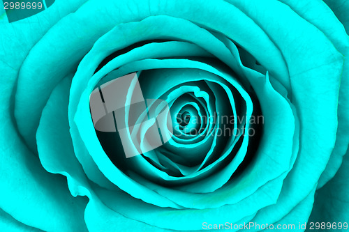 Image of Close-up of a bright blue rose