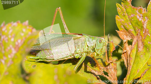 Image of Green grasshoper in a garden