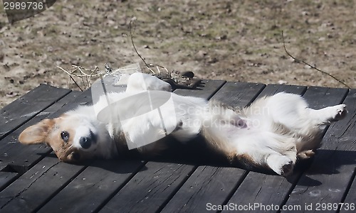 Image of laying in the sun