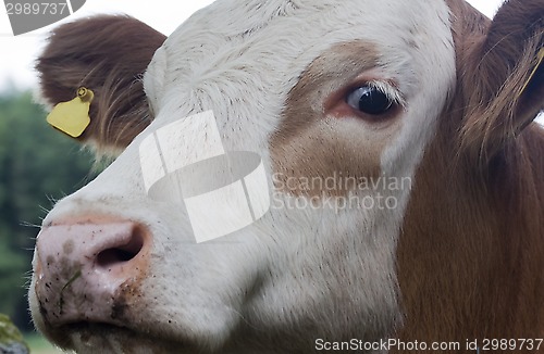 Image of cows head