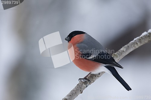 Image of male bullfinch