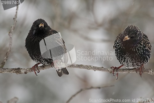 Image of starlings in snow