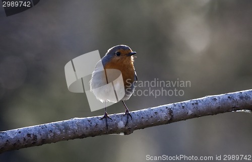 Image of red robin