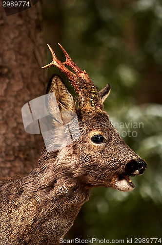 Image of male roebuck