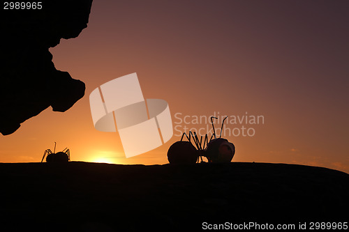 Image of Look Who's Here silhouettes at SxS Bondi