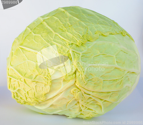 Image of Cabbage