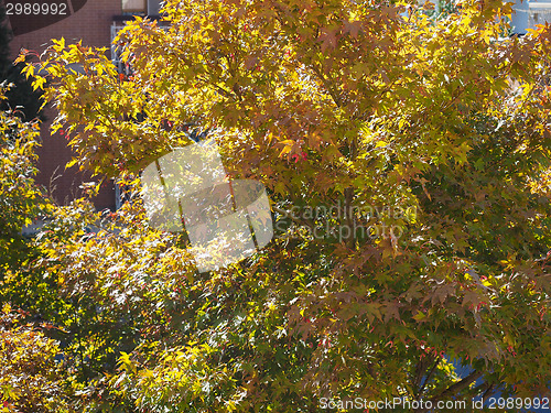 Image of Red maple tree
