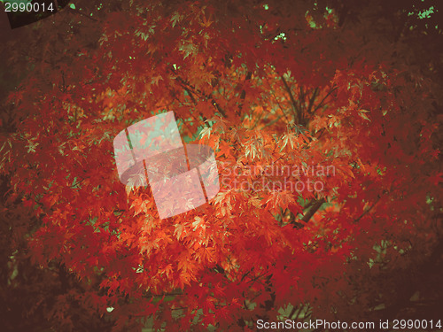 Image of Retro look Maple leaves