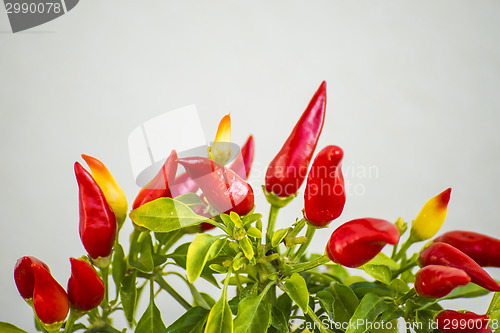 Image of chilis at a plant