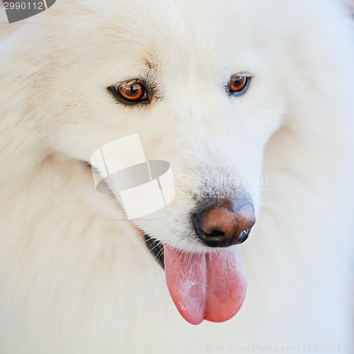 Image of White Samoyed dog