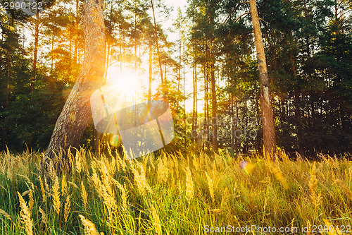 Image of Sunset In Autumn Forest 