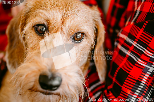 Image of Wirehaired Dachshund Sits In Hands Of Mistress. Close Up Dog Por