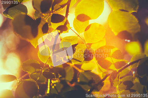 Image of Yellow Leaves Among Green Foliage. Autumn, Fall Time 