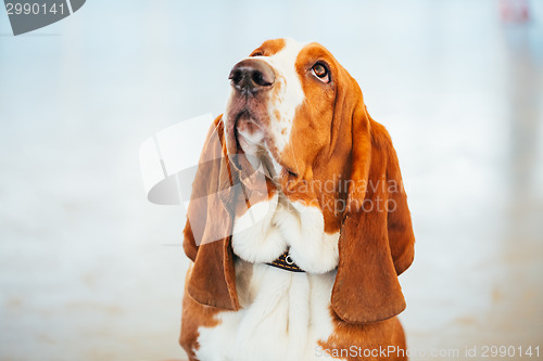 Image of White And Brown Basset Hound Dog Close Up Portrait