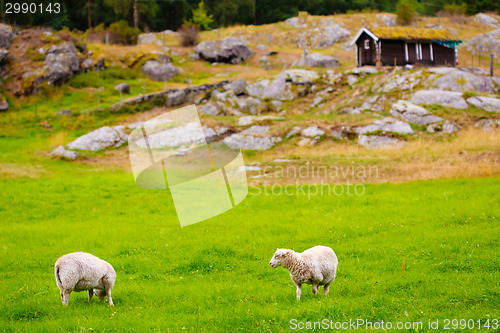 Image of Sheeps On Pasture. Norway Landscape